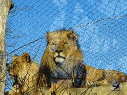 Tiergarten Schönbrunn am 27.01.2026